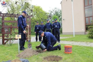 sadzenie dębu przez Kadrę kierowniczą KPP w Łęcznej