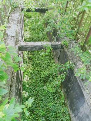 betonowy przepust nad rzeką porośnięty roślinnością