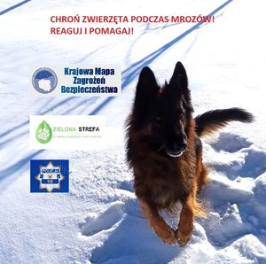 na zdjęciu pies biegający po śniegu, widnieje napis chroń zwierzęta podczas mrozów, reaguj, pomagaj, krajowa mapa zagrożeń bezpieczeństwa, zielona strefa, policja112